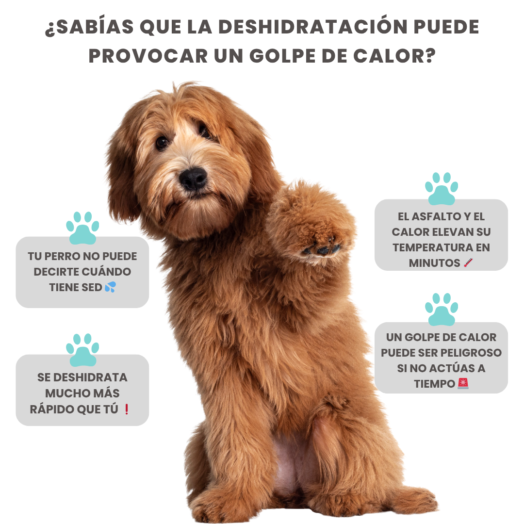 PawBob™ - Botella Portátil Para Perros